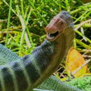 APATOSAURUS - COLA DE LAGARTO